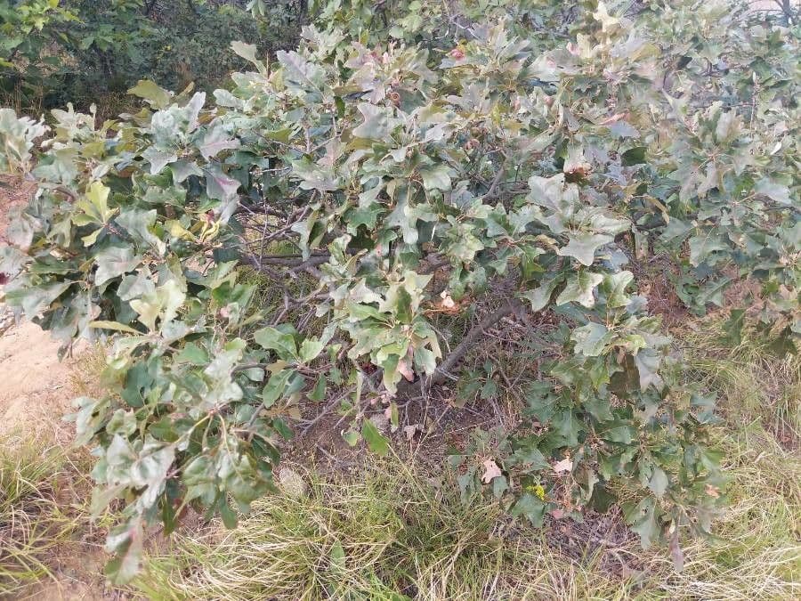 Quercia ilex 5