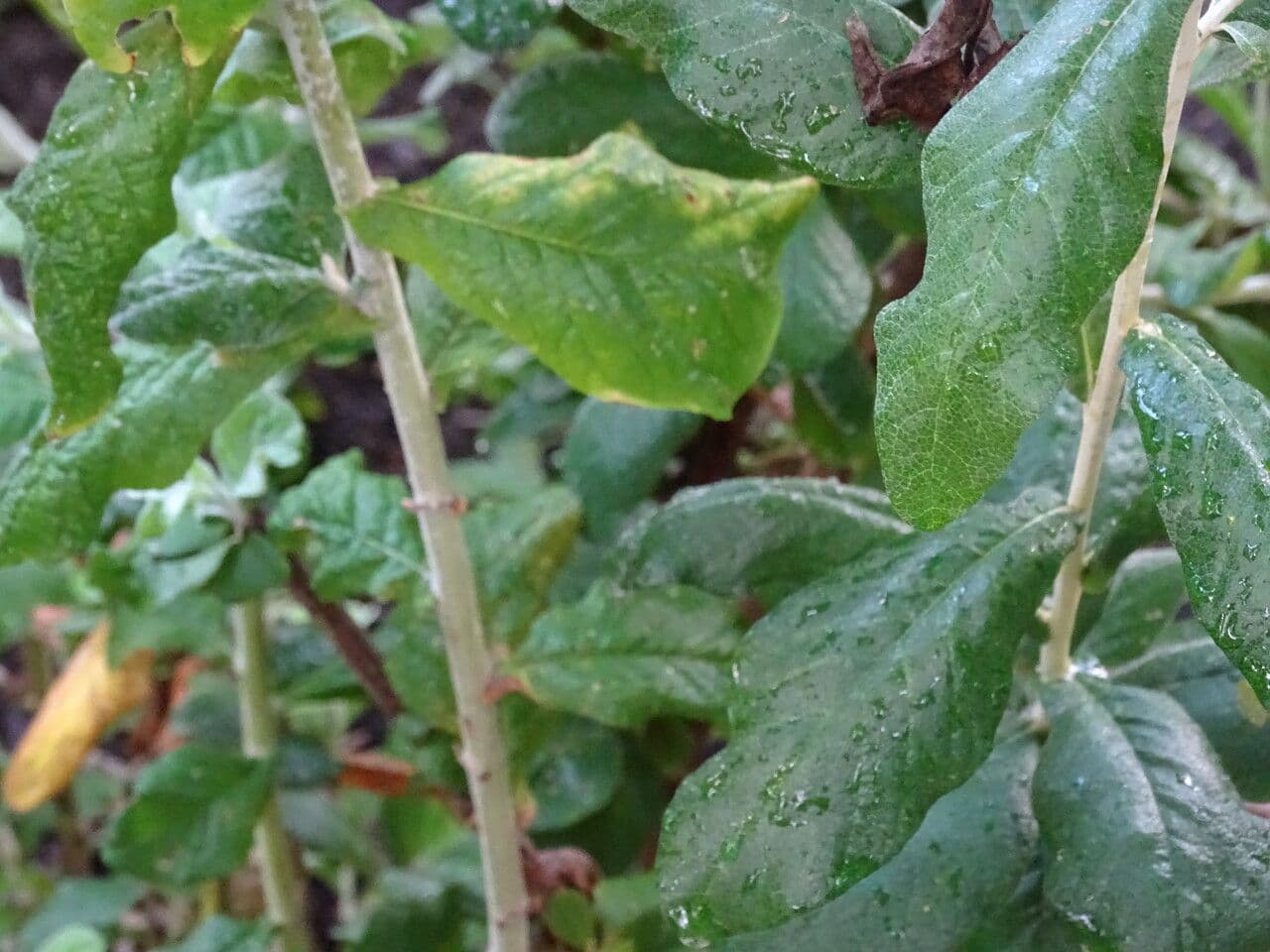 Huilla-Silbereiche 3