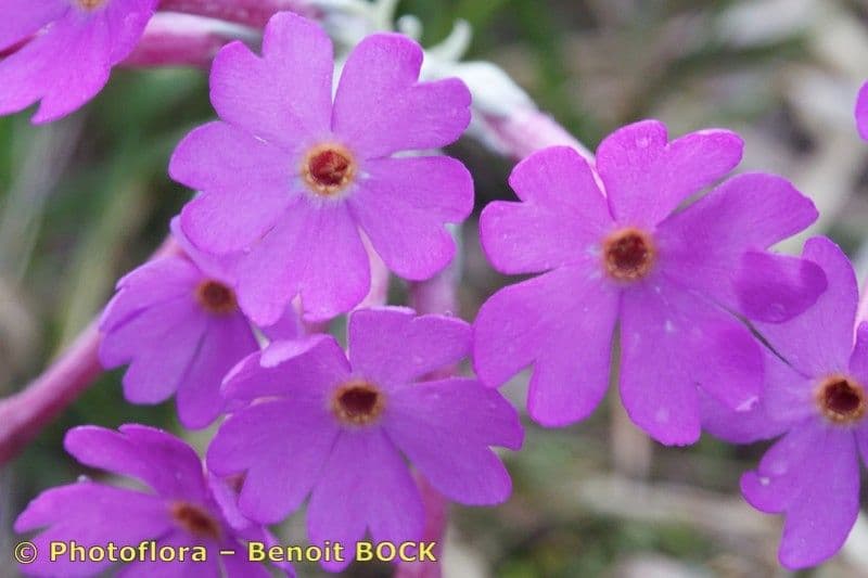 Primula di Haller