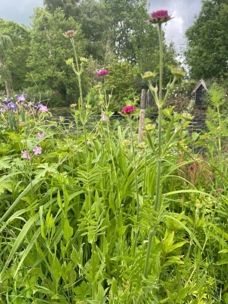 Knautia 10