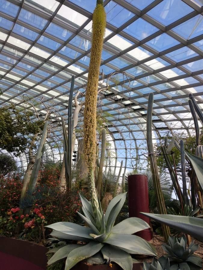 Agave 2
