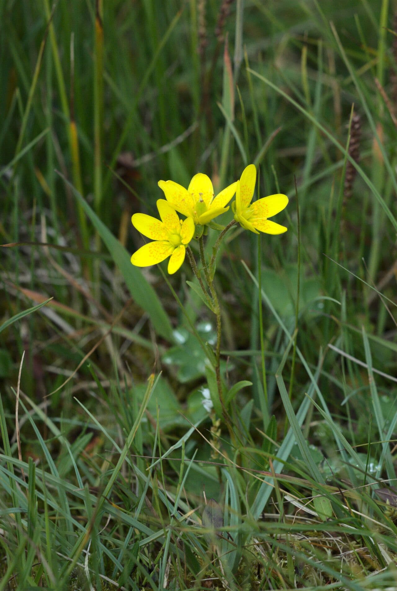 Sassifraga hirculus 15