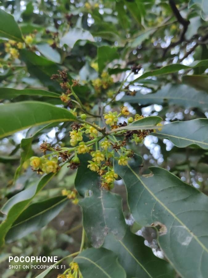 Ocotea 7