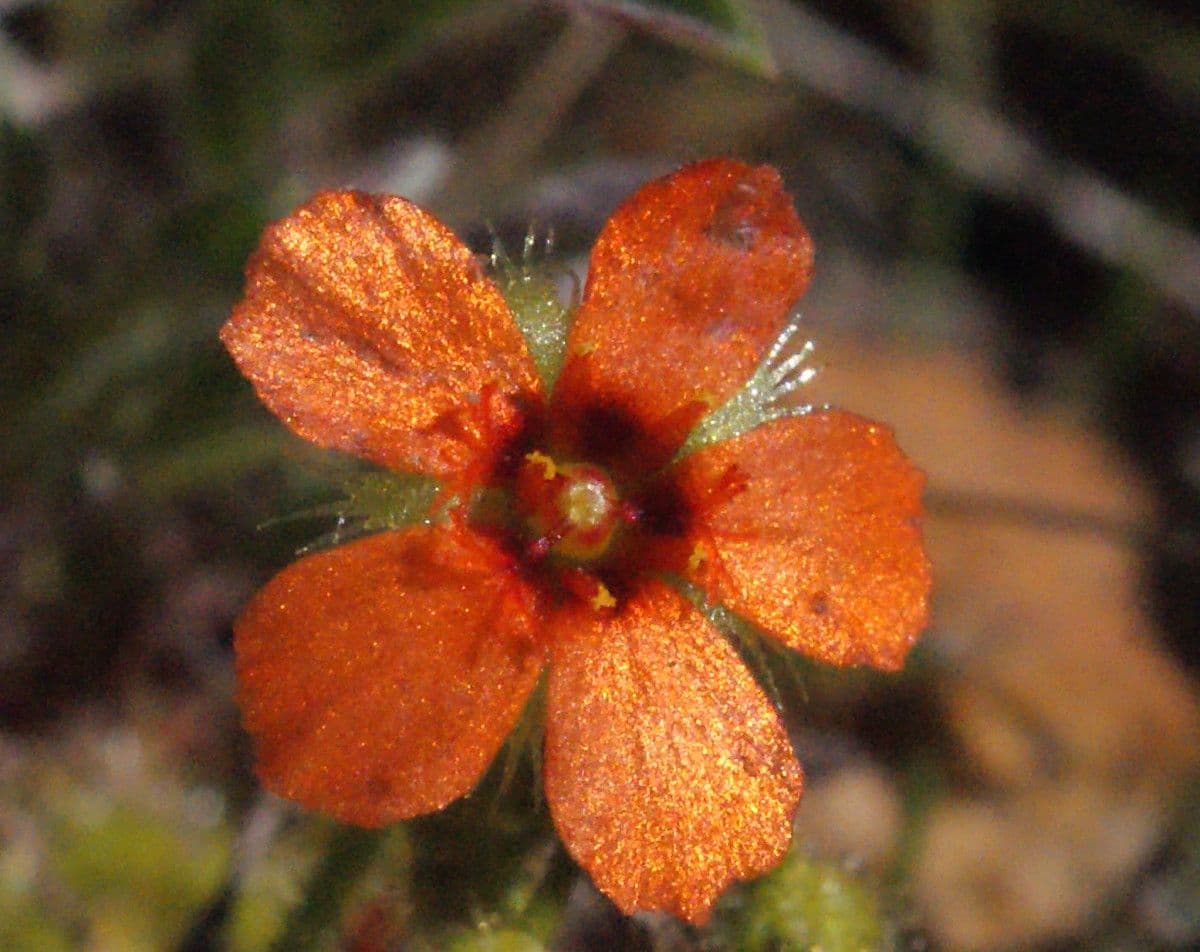 Drosera glanduligera 4