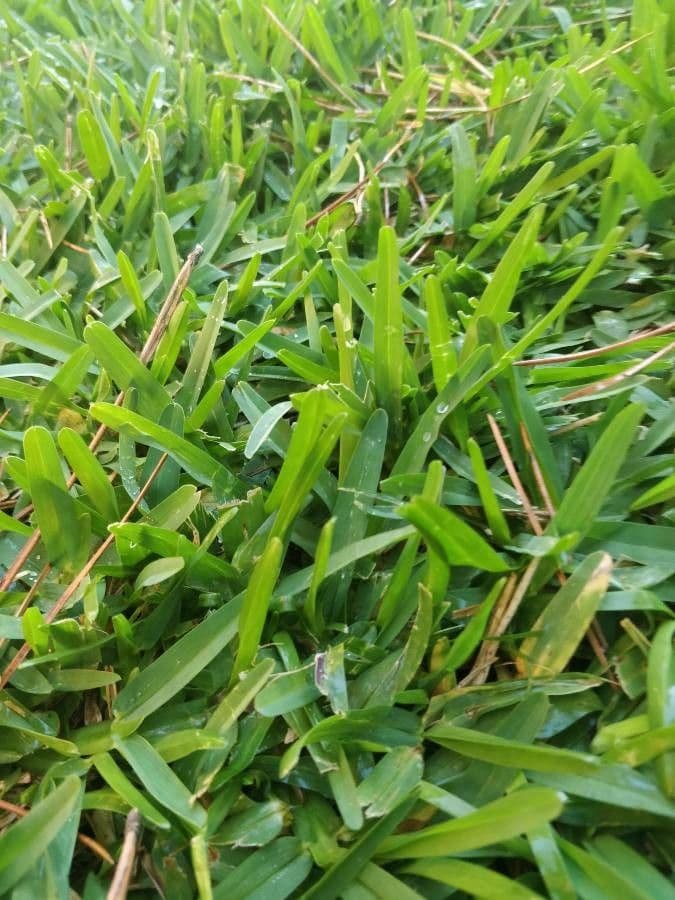 Erba pimento 12