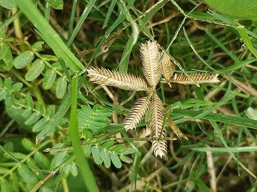 Gramigna egiziana 4