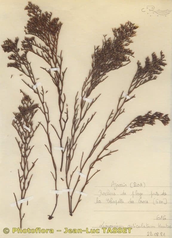 Limonio articolato 6