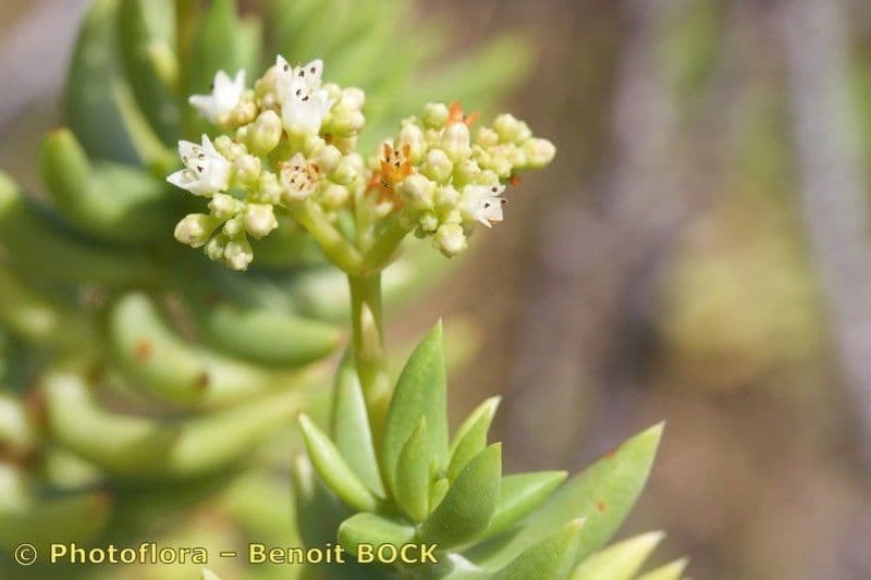 Crassula tetragona 23