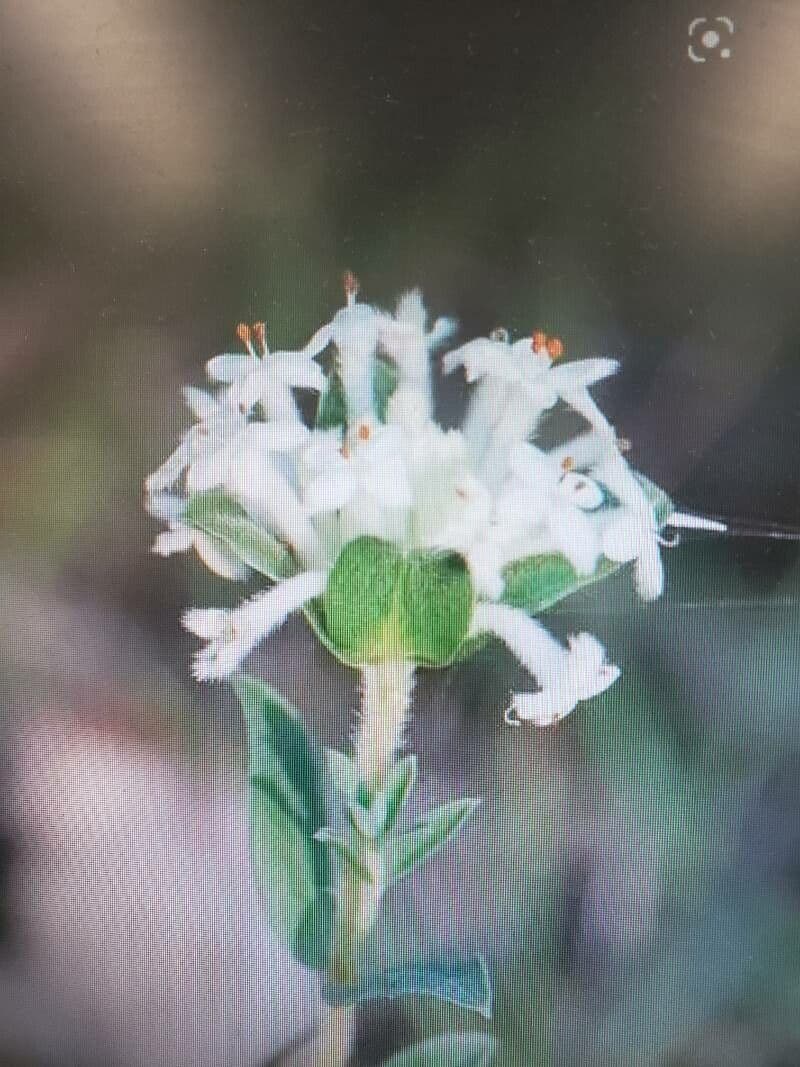 Pimelea humilis 3