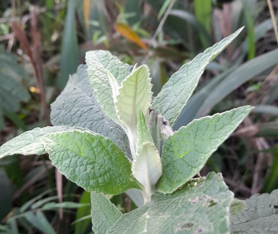 Buddleja stachyoides 10