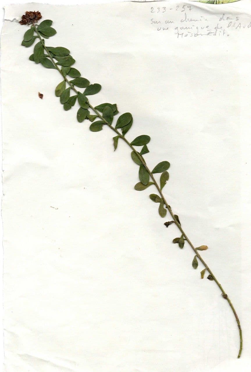 Telephium imperati 26