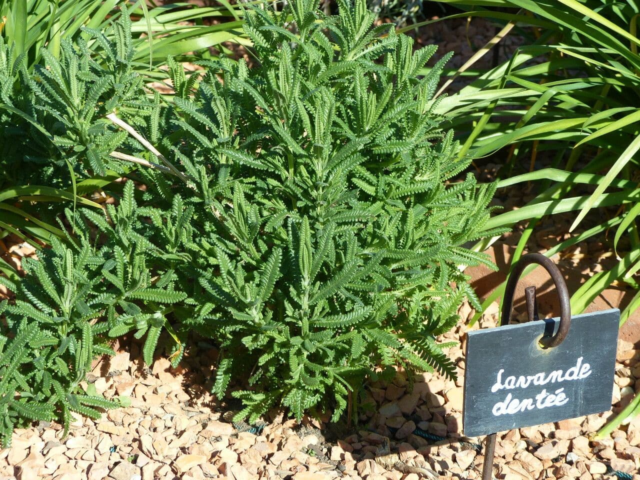 Lavanda dentata 11