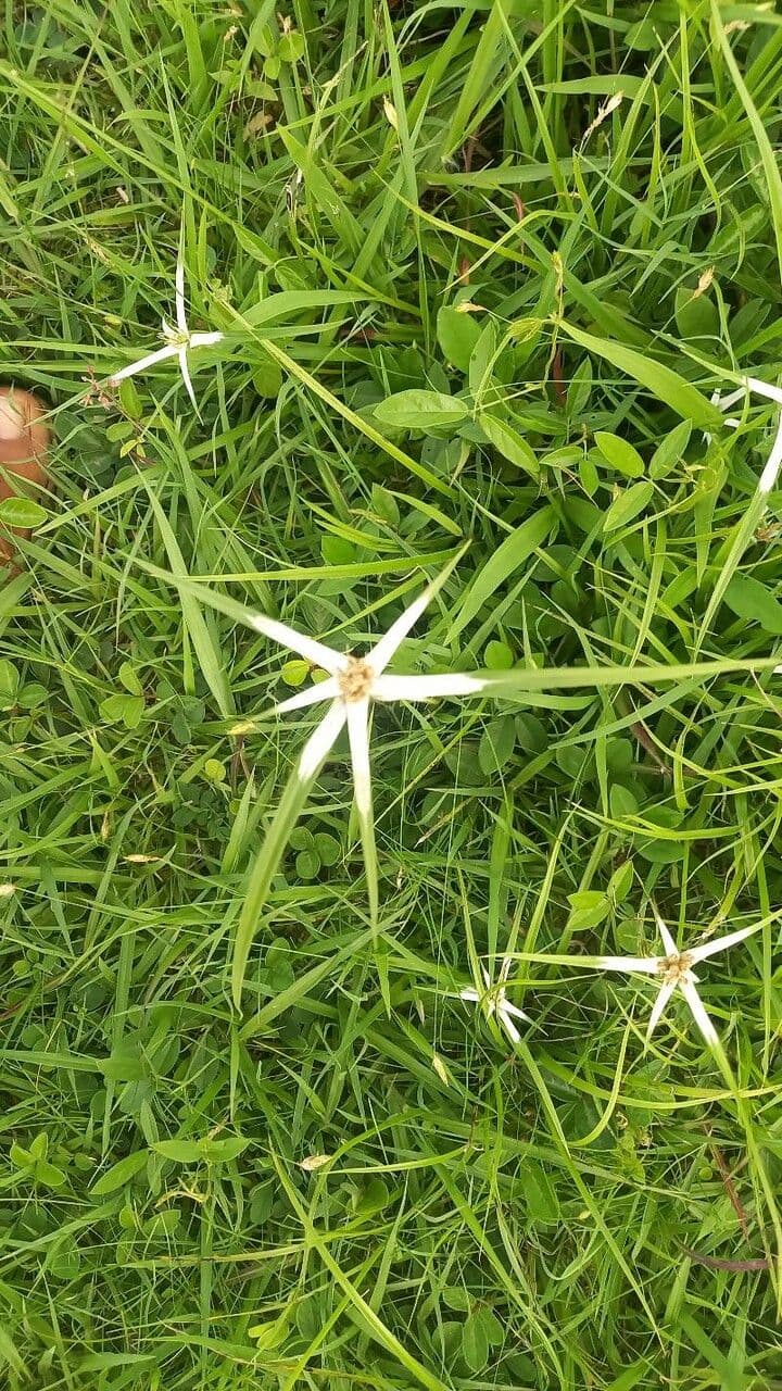 Rhynchospora 15