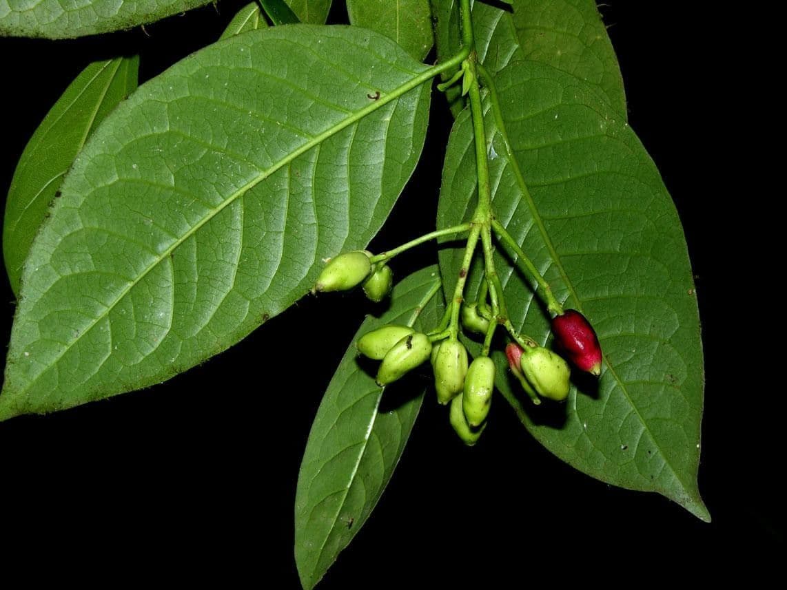 Chione venosa 21