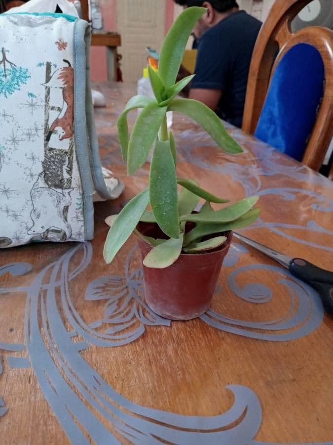 Crassula 24