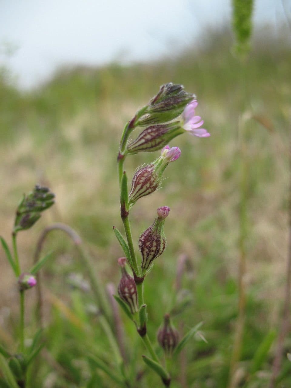 Silene 11