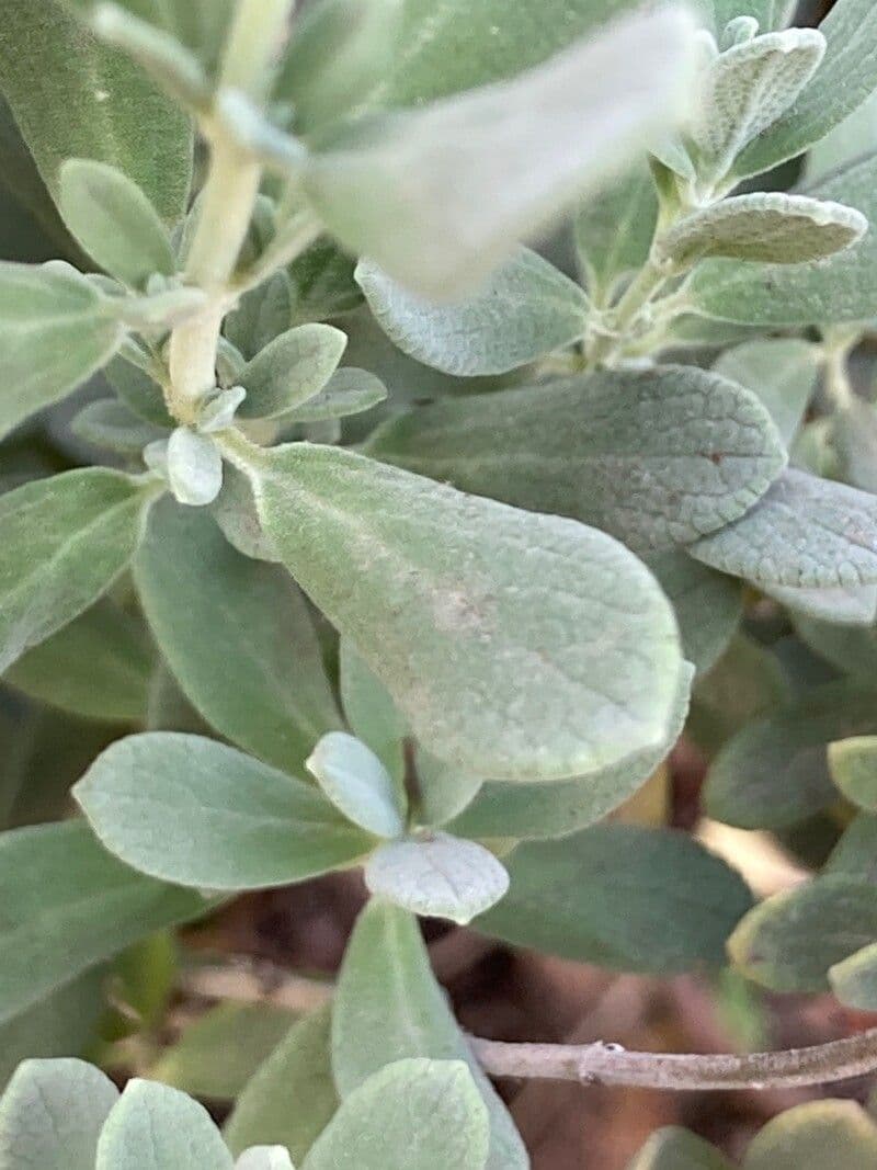 Salvia germandrina 13