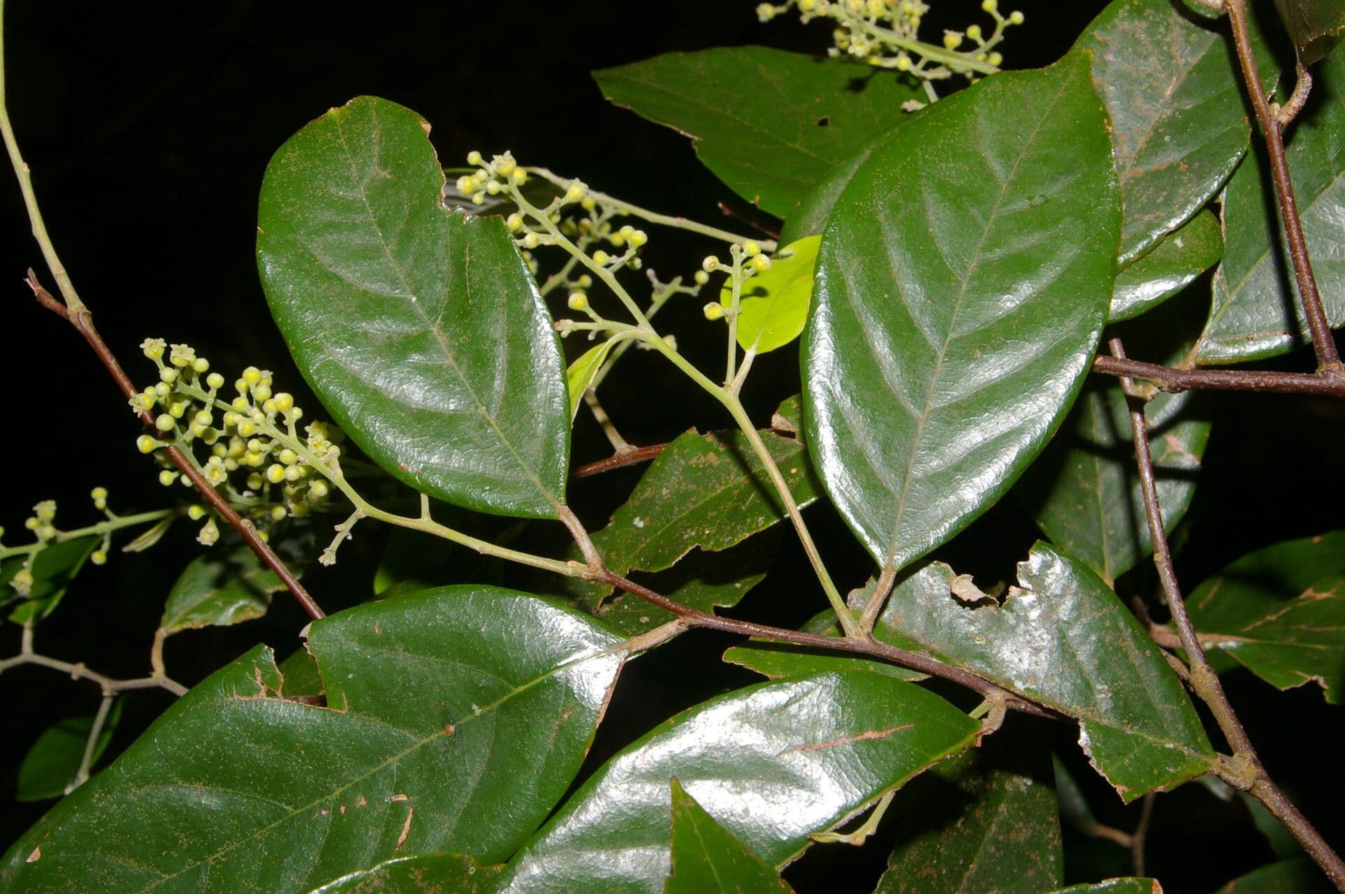 Licania 7