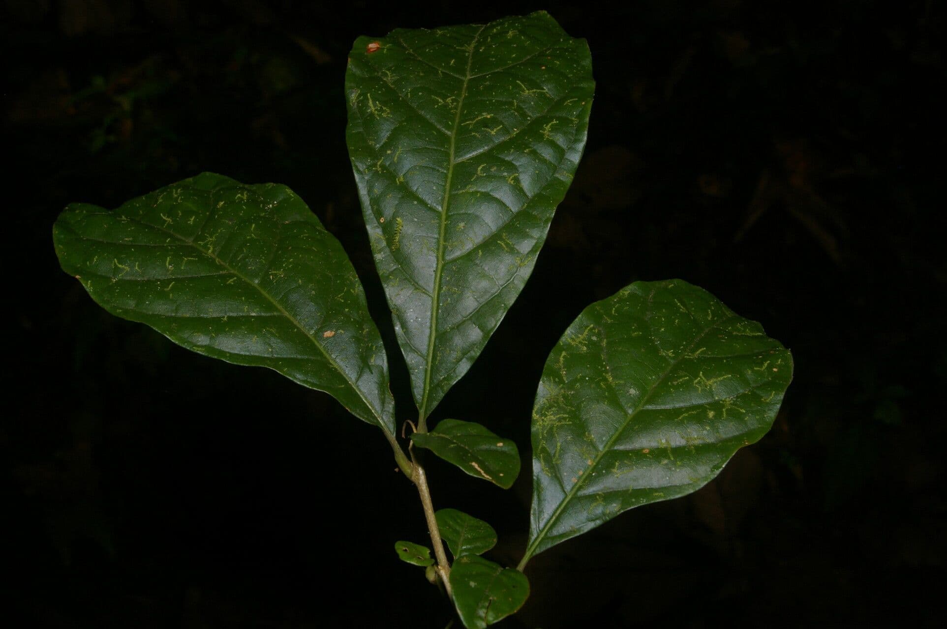 Aegiphila 13