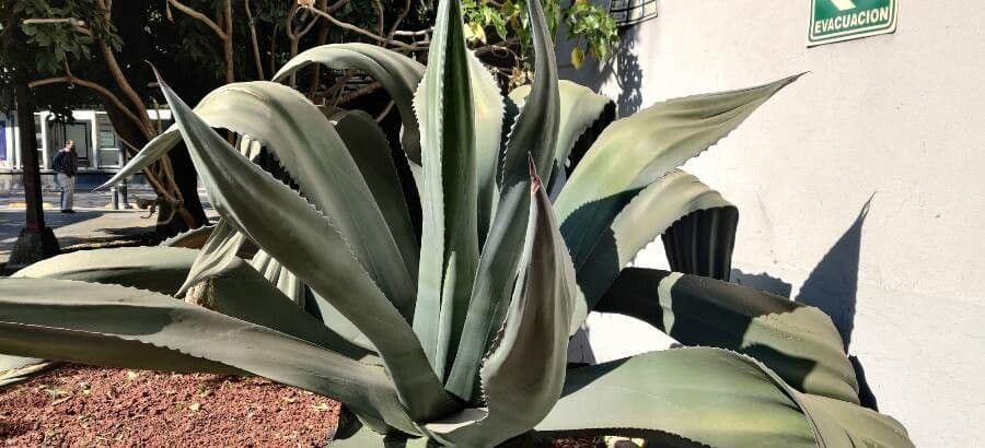 Agave pulquera 10