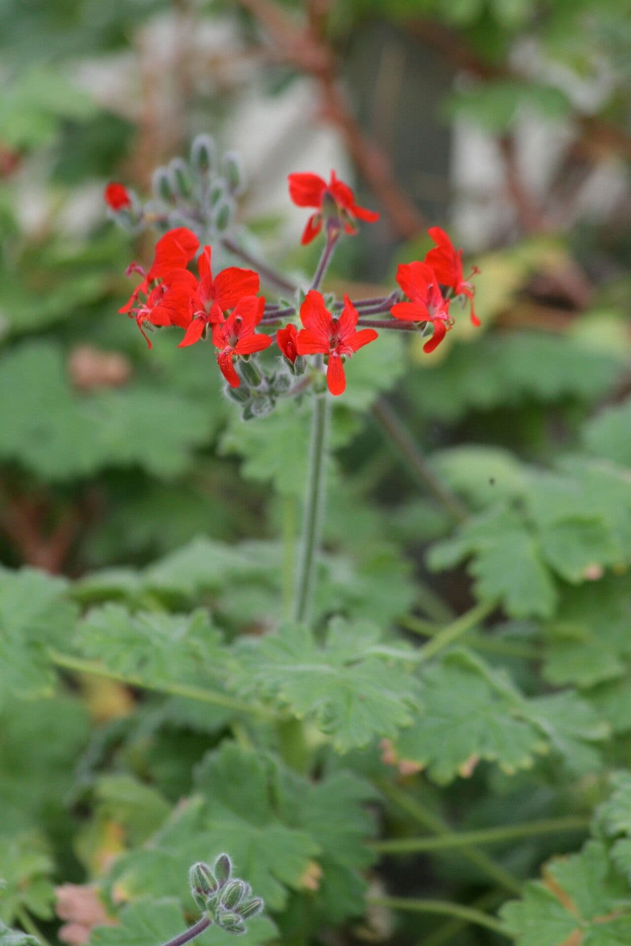 Géranium écarlate