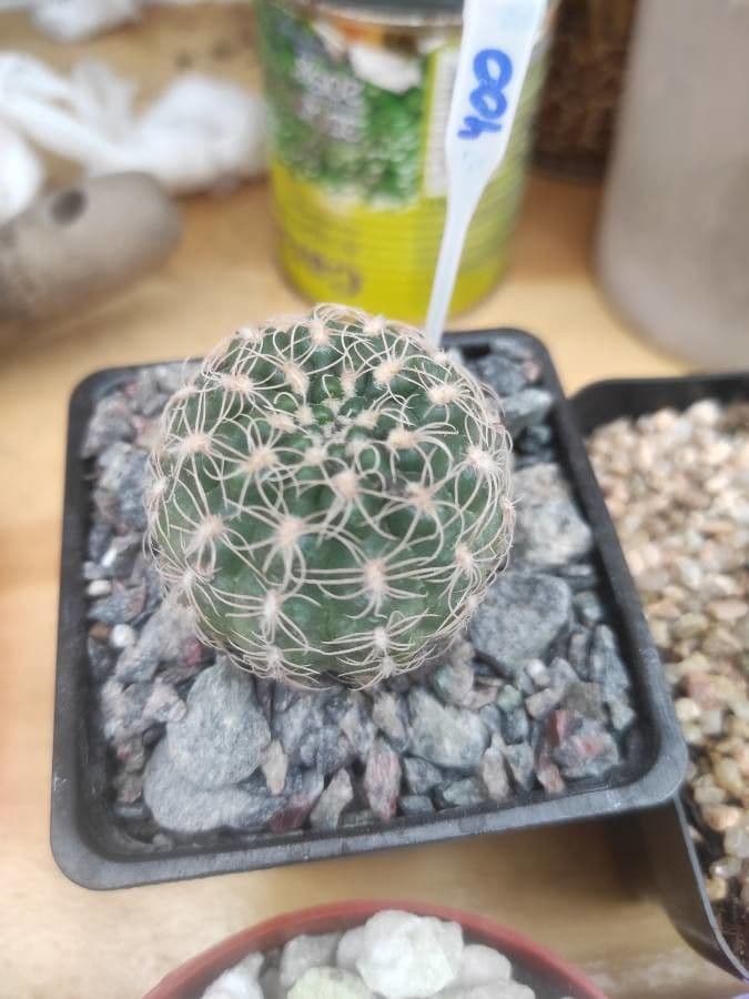 Gymnocalycium verde-rosso 15