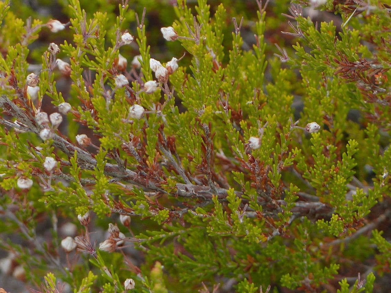 Spanische Glockenheide 12