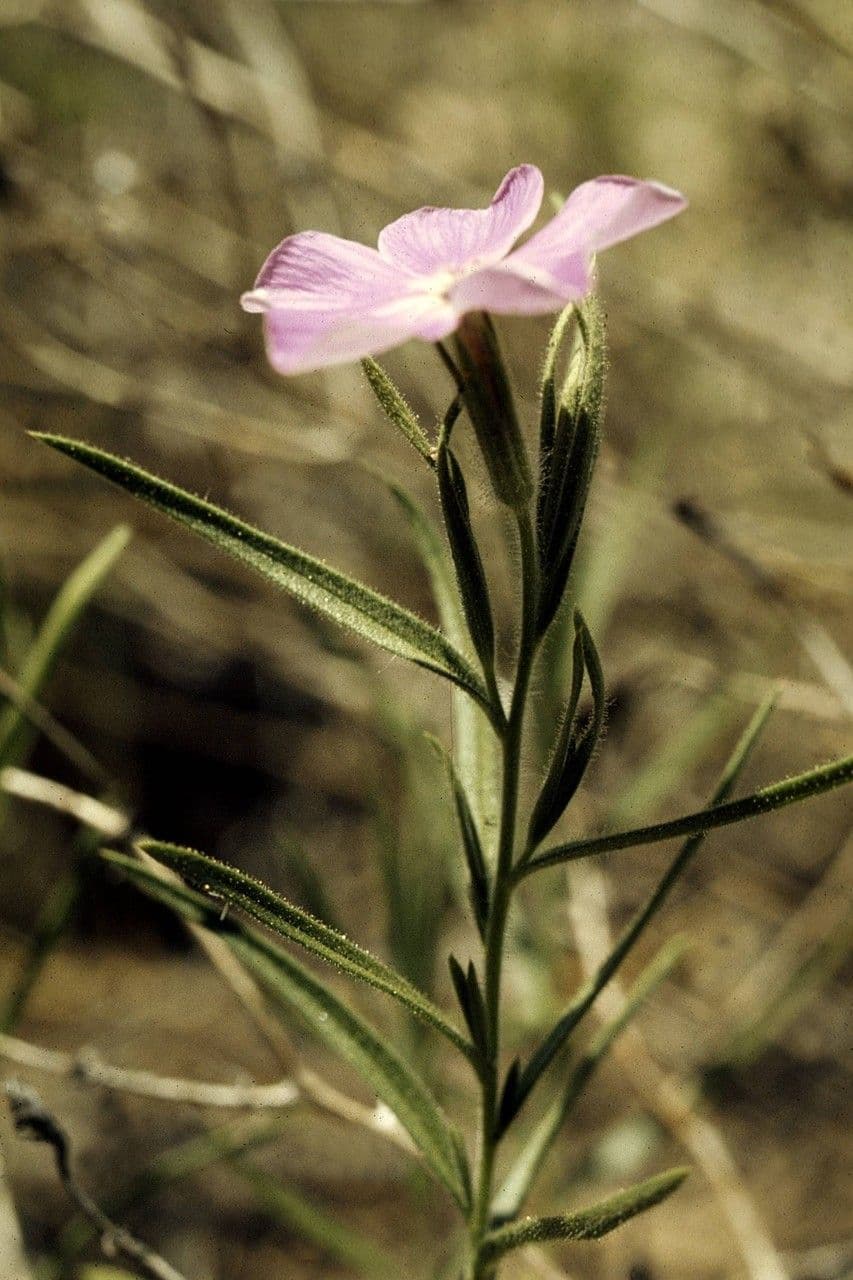 Phlox nano 4