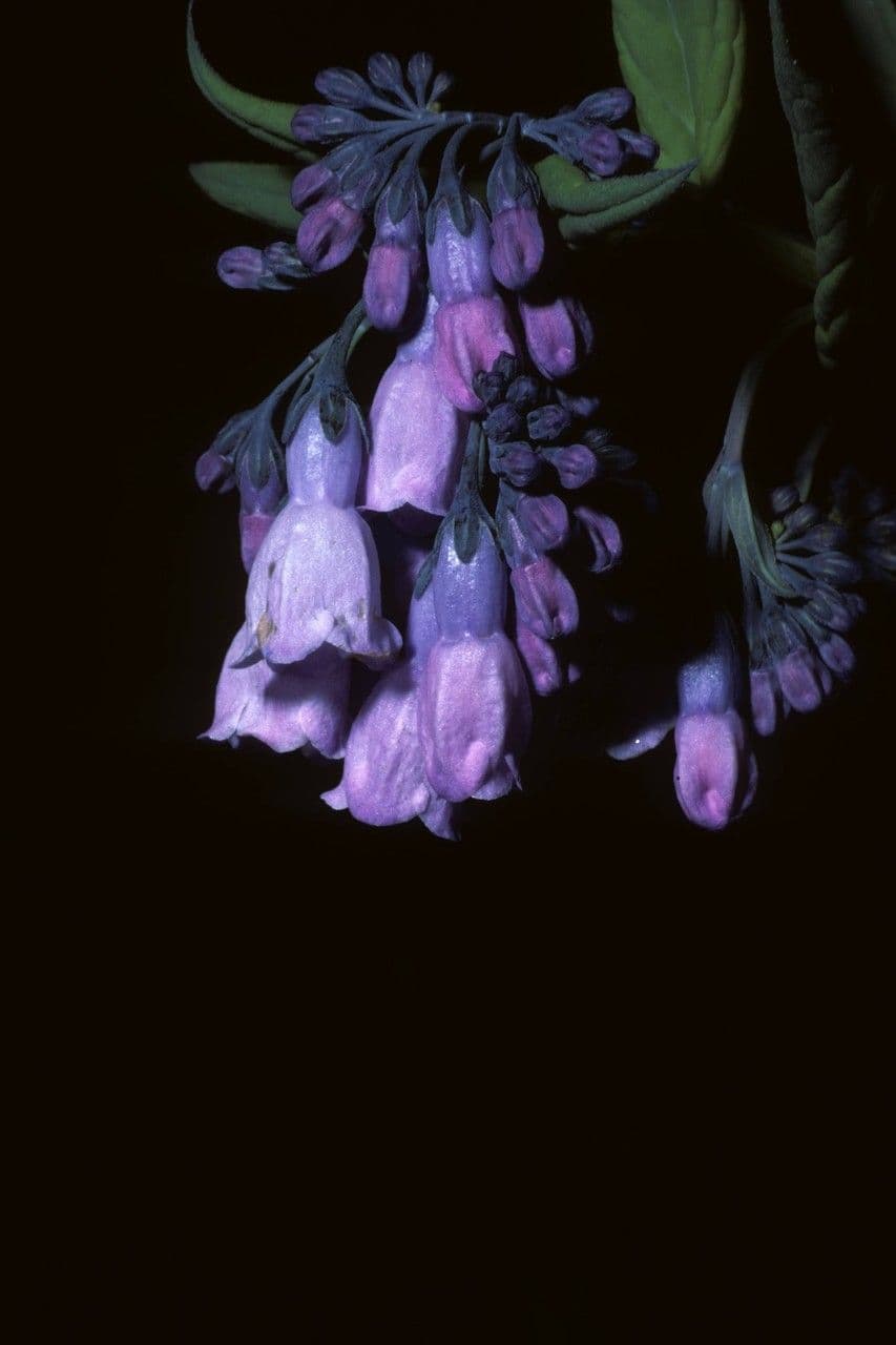 Mertensie arizonská