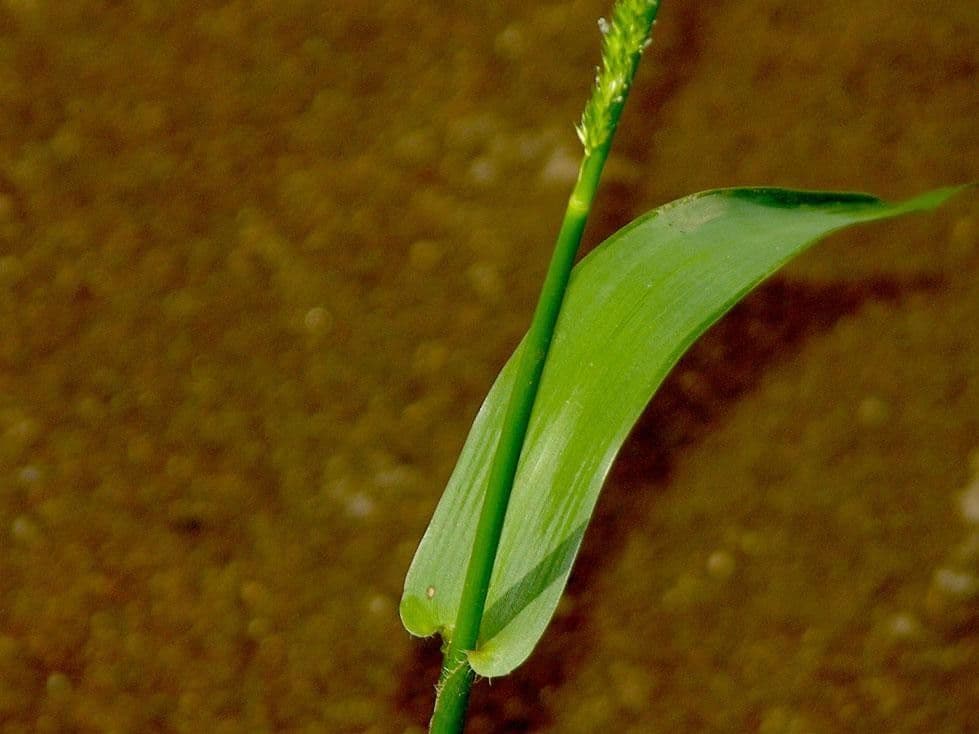Hymenachne amplexicaulis 16