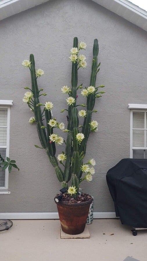 Cactus 8