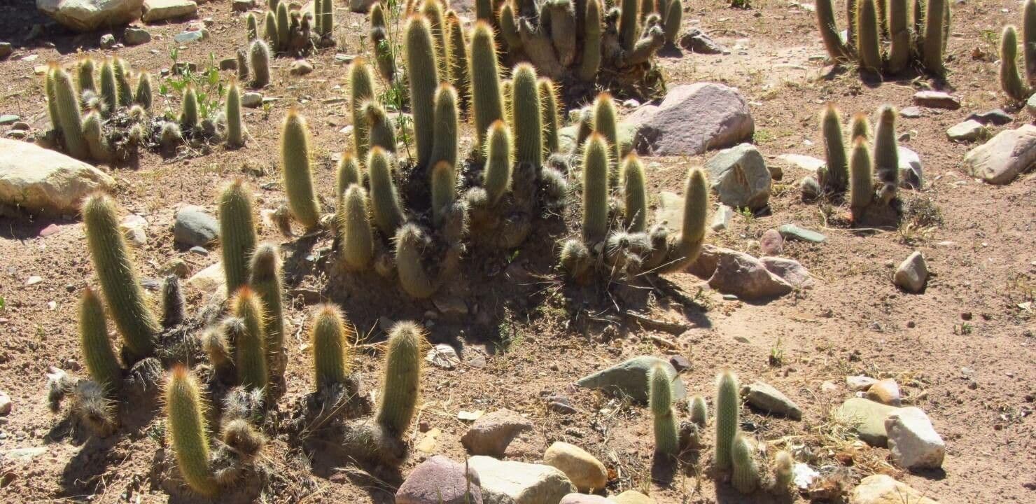 Cleistocactus 2