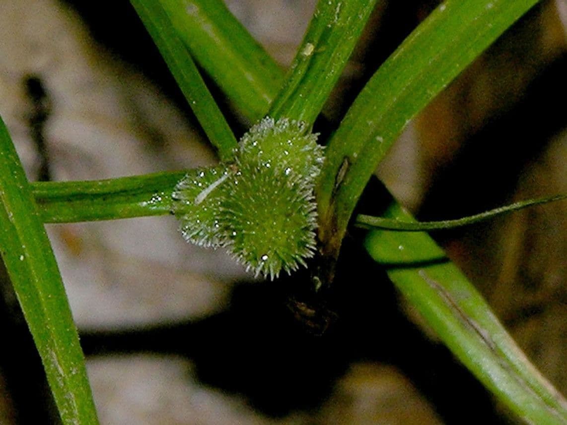 Low spikesedge 4
