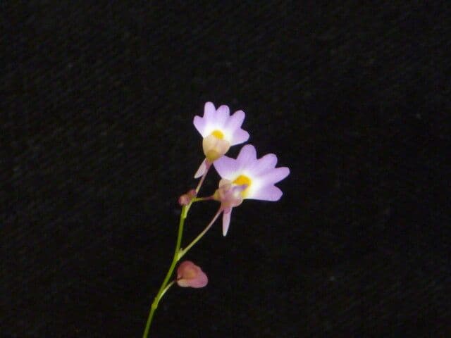 Utricolaria striata 6