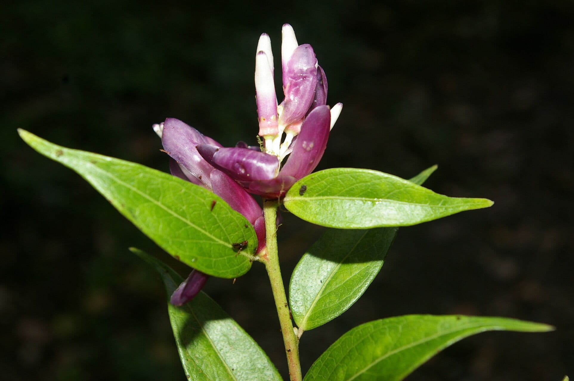 Cavendishia 2