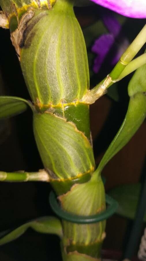 Vavřínovitý dendrobium 20