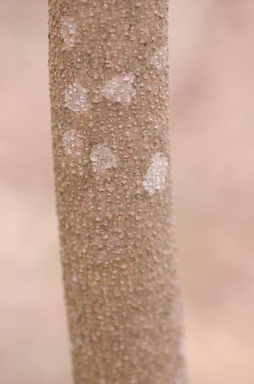 Lindera benzoin 23