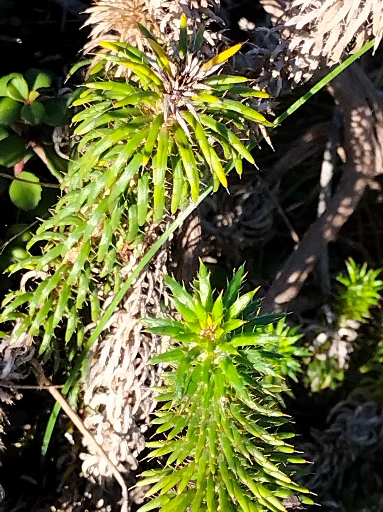 Cullumia 7