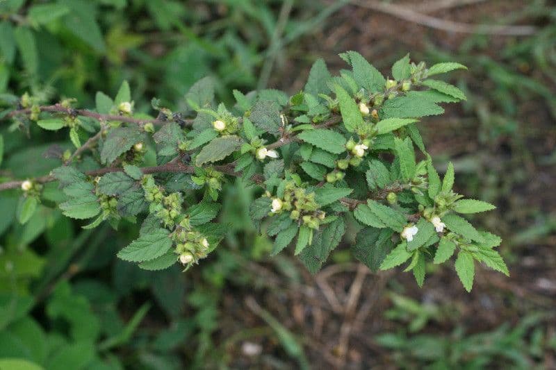 Sida glomerata