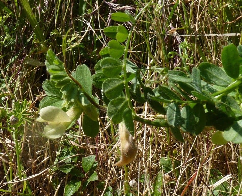 Vicia hybrida 28