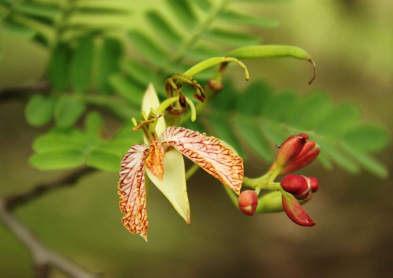 Tamarinde 10