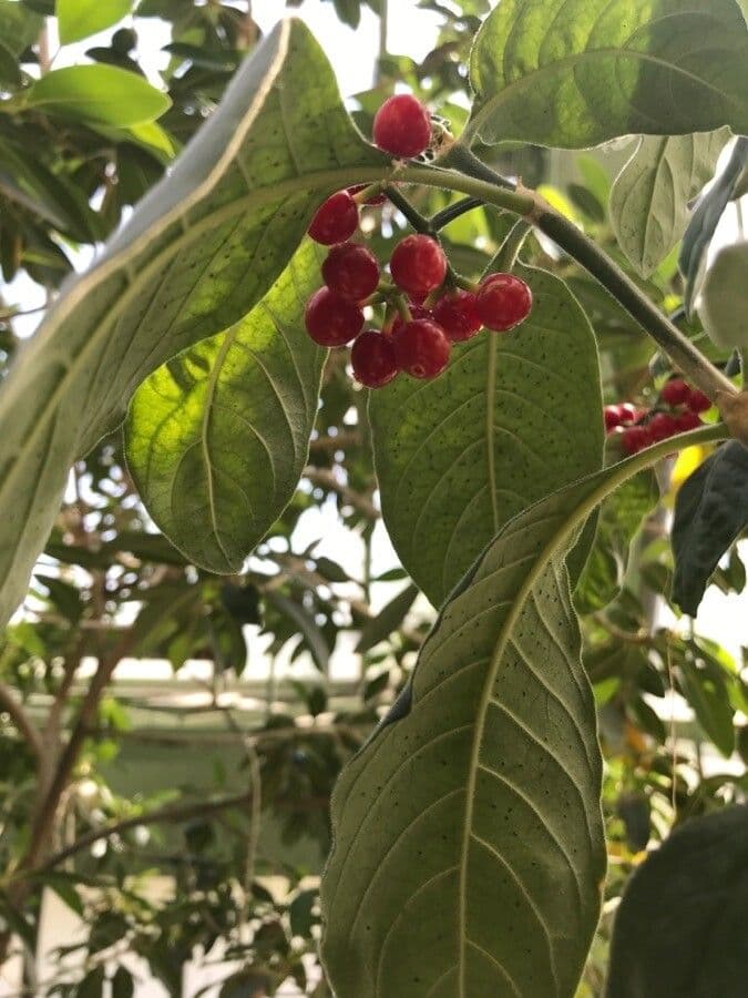 Psychotria punctata 2