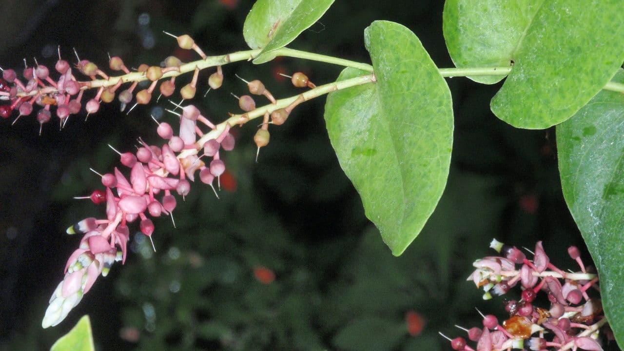 Cavendishia 7
