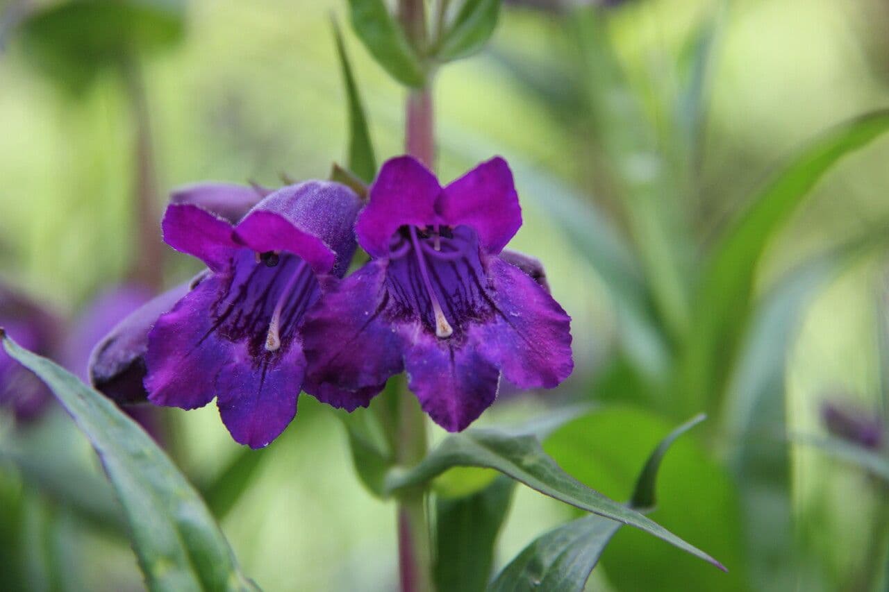 Penstemon 2