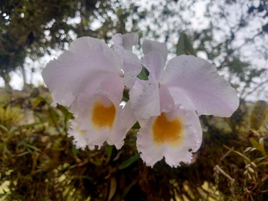 Orchidea di Natale 5