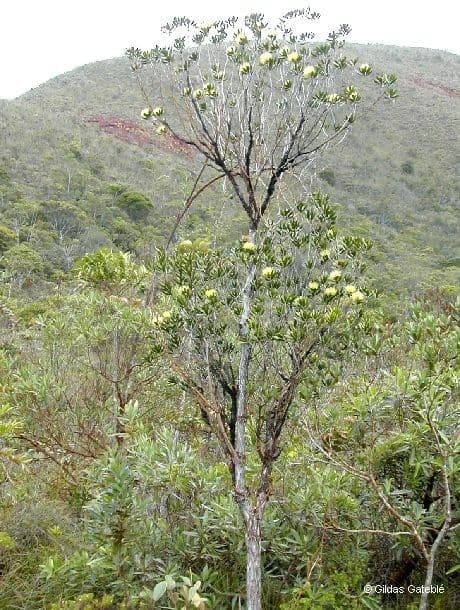 Melaleuca 14