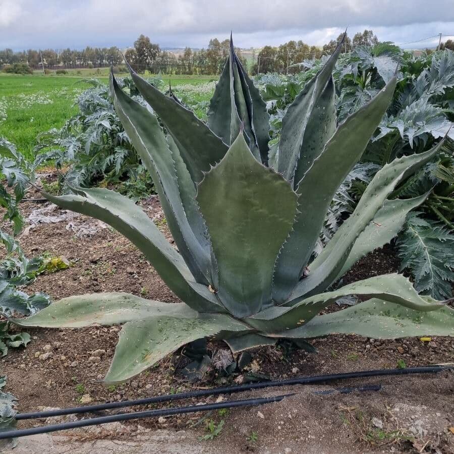Agave pulquera 11