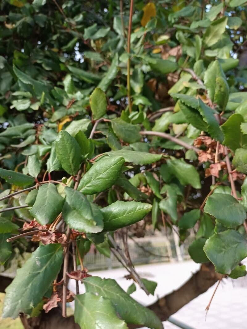 Maiglöckchenbaum 12