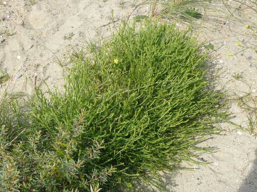 Corispermum di Pallas 9