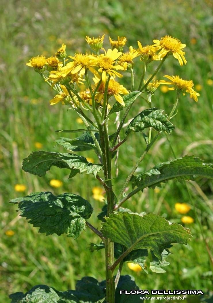 Alpen-Greiskraut 22
